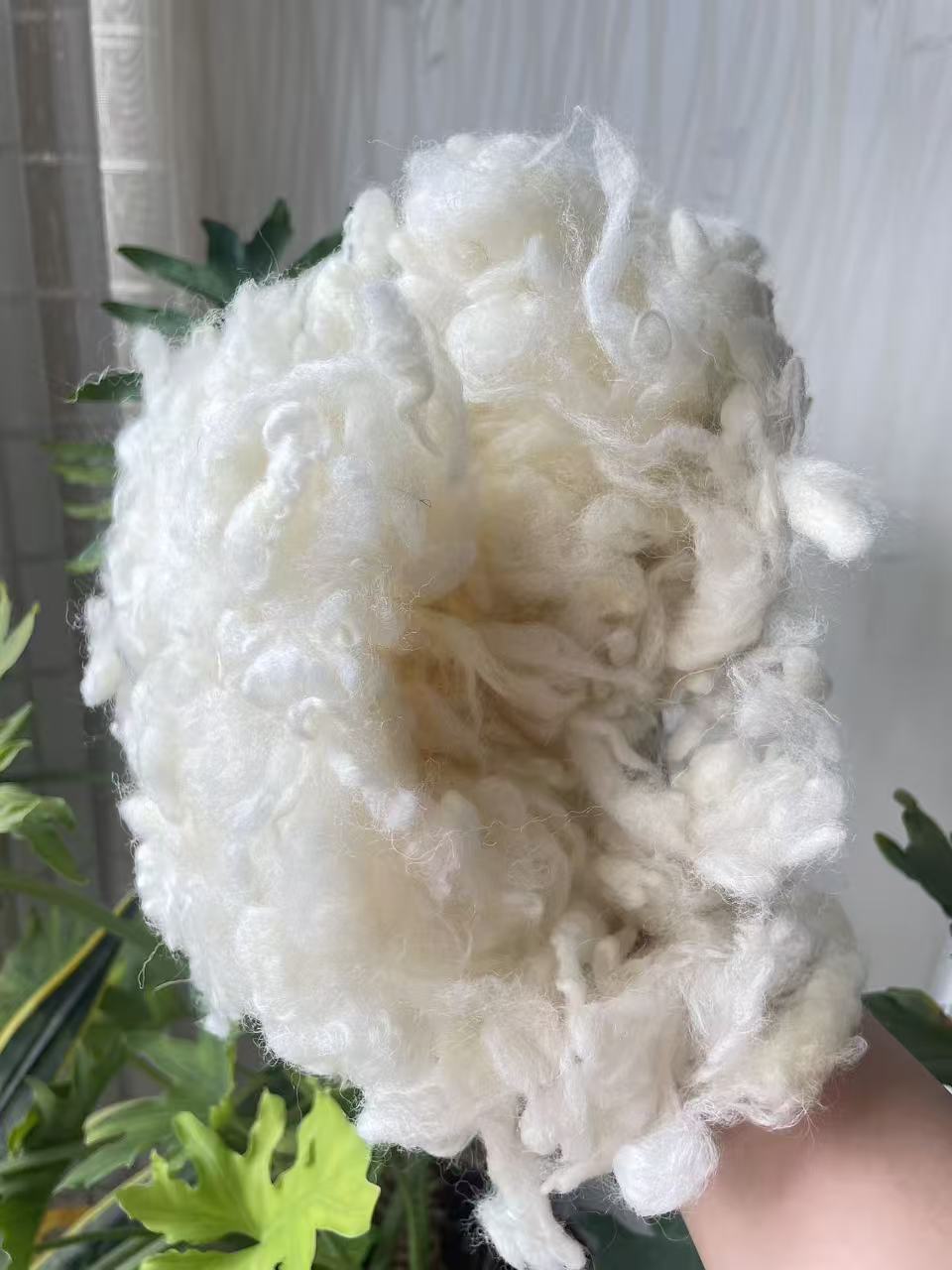 2025 the new harvest of New Zealand Carbonized Wool (Coarse Grade)
