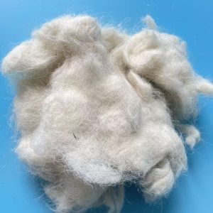 Carded Sheep Wool for Carpet Yarn Making