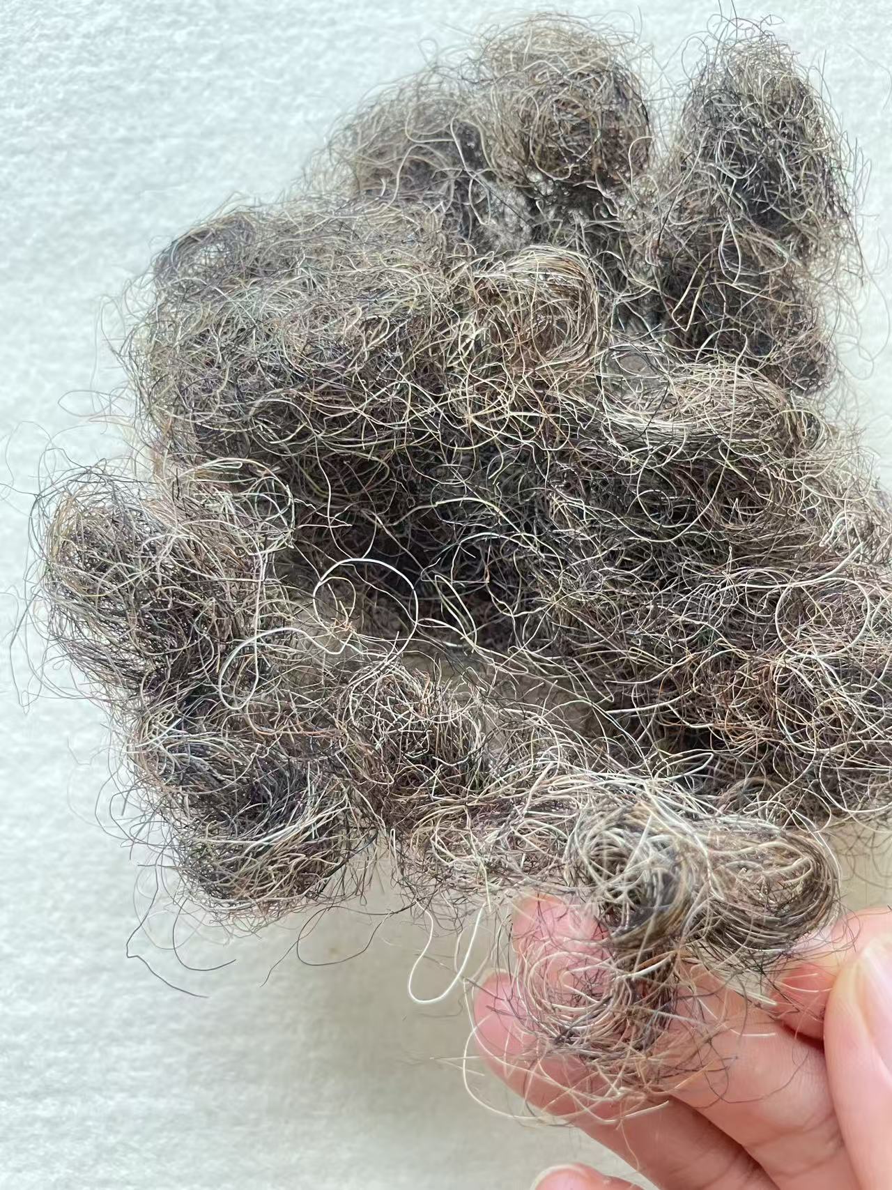 Natural grey color Crimped Horse hair for Beds and mattresses - Image 5