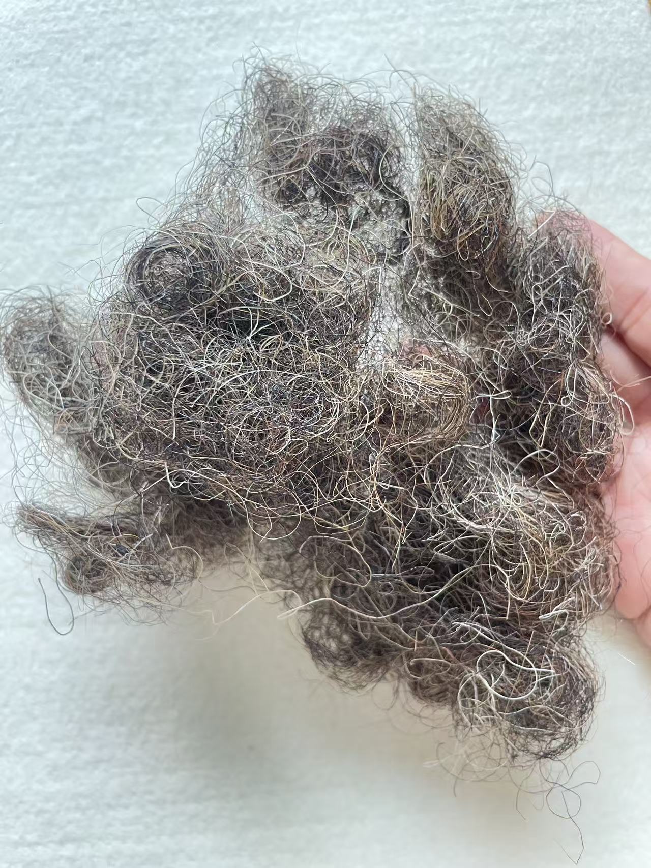 Natural grey color Crimped Horse hair for Beds and mattresses - Image 3