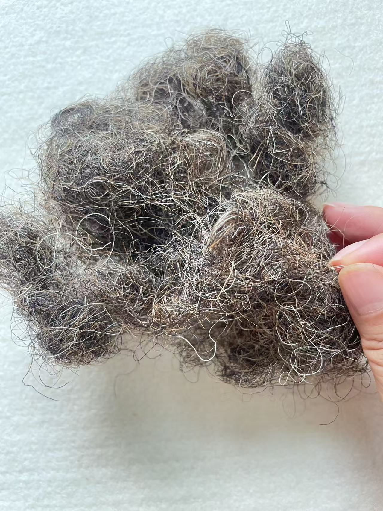 Natural grey color Crimped Horse hair for Beds and mattresses