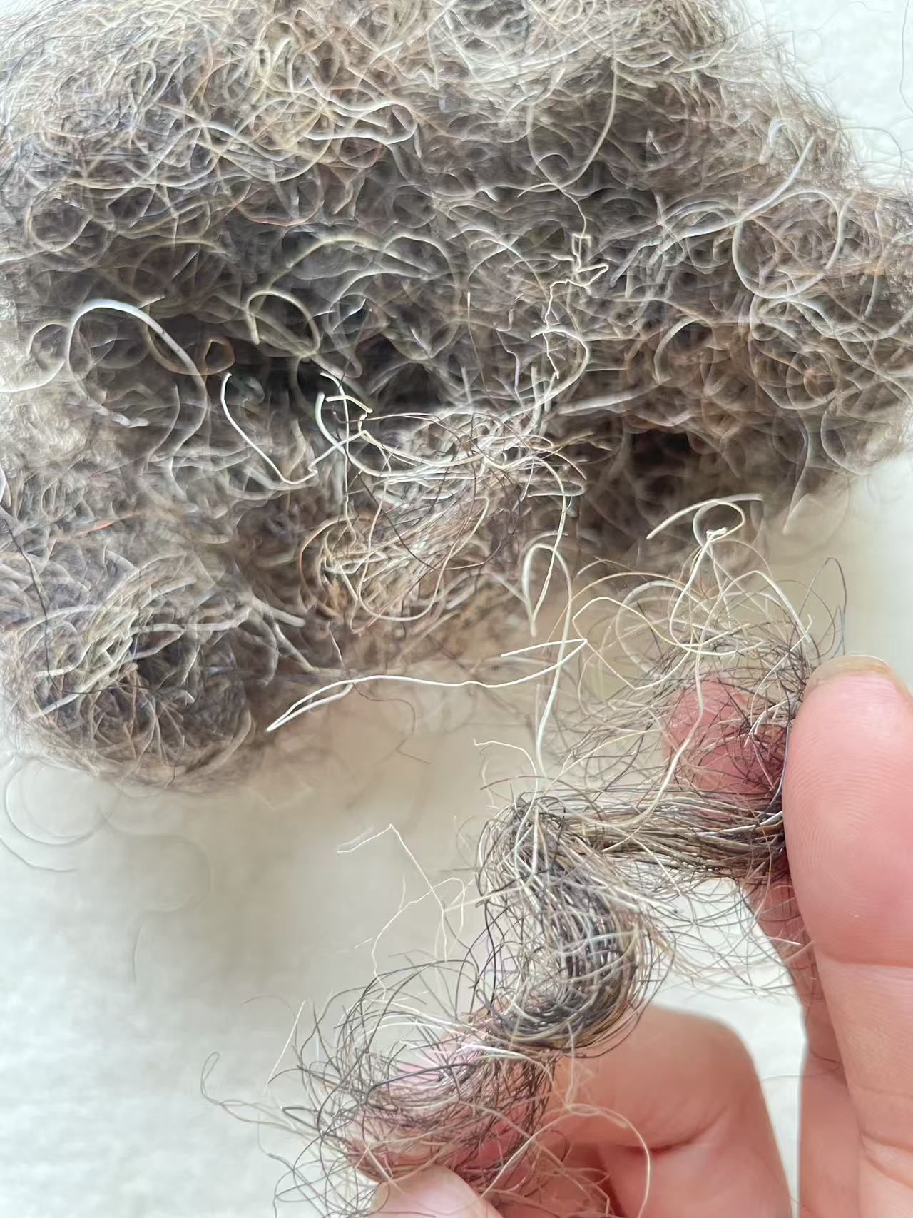 Natural grey color Crimped Horse hair for Beds and mattresses - Image 2