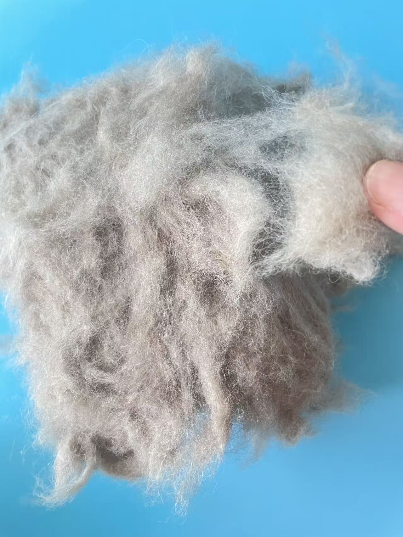 Raccoon fiber for Spinning Yarn - Image 5