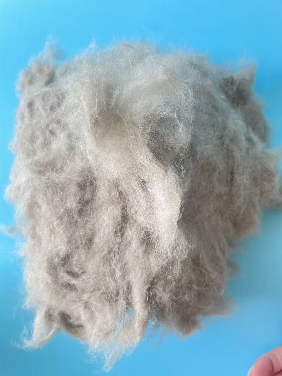 Raccoon fiber for Spinning Yarn - Image 3