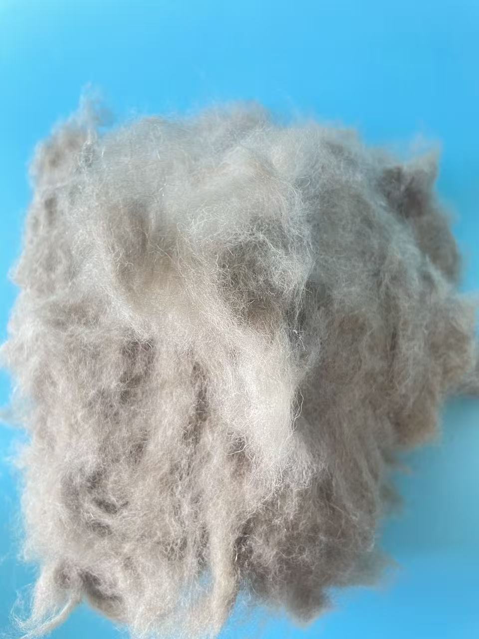 Raccoon fiber for Spinning Yarn - Image 2